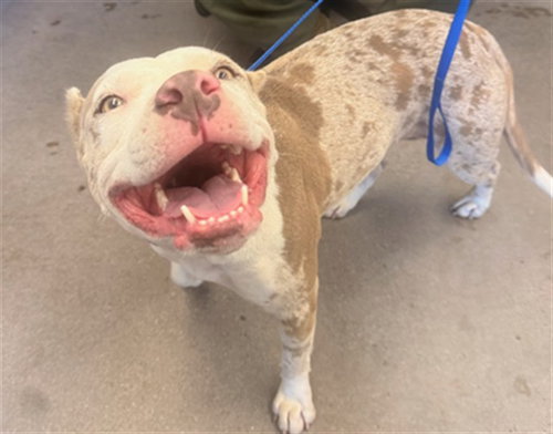 APRICOT, a dog for adoption from Maricopa County Animal Care & Control - East Valley Animal Care Center