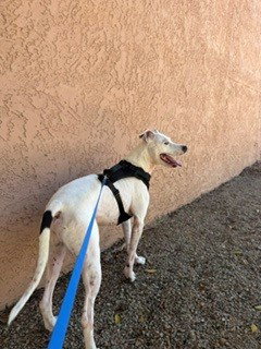 KABUKI, a dog for adoption from Maricopa County Animal Care & Control - East Valley Animal Care Center