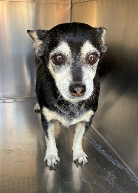 OTTER, a dog for adoption from Maricopa County Animal Care & Control - East Valley Animal Care Center