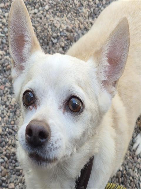 GOOSE, a dog for adoption from Maricopa County Animal Care & Control - East Valley Animal Care Center