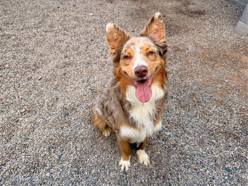 COOPER, a dog for adoption from Maricopa County Animal Care & Control - East Valley Animal Care Center