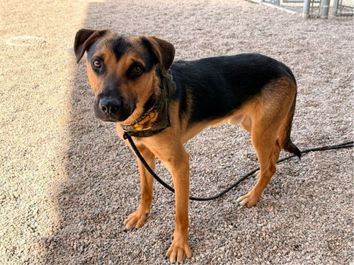 BUDDY, a dog for adoption from Maricopa County Animal Care & Control - East Valley Animal Care Center