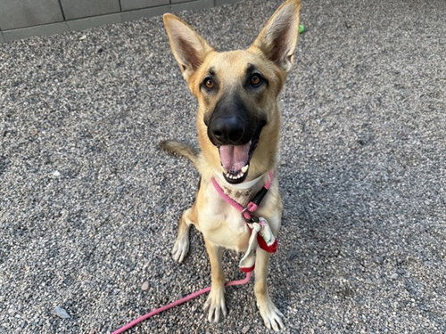 ANDER, a dog for adoption from Maricopa County Animal Care & Control - East Valley Animal Care Center