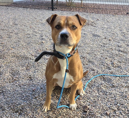 MONKEYBREAD, a dog for adoption from Maricopa County Animal Care & Control - East Valley Animal Care Center