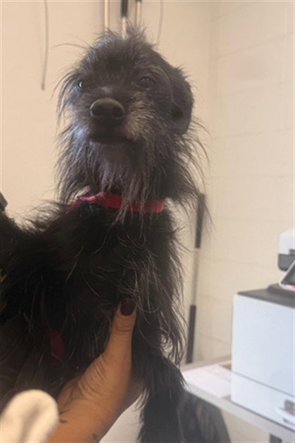 DREW, a dog for adoption from Maricopa County Animal Care & Control - East Valley Animal Care Center