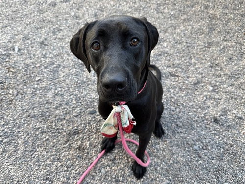HONEY, a dog for adoption from Maricopa County Animal Care & Control - East Valley Animal Care Center