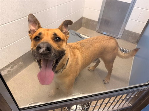 CALLAHAN, a dog for adoption from Maricopa County Animal Care & Control - East Valley Animal Care Center