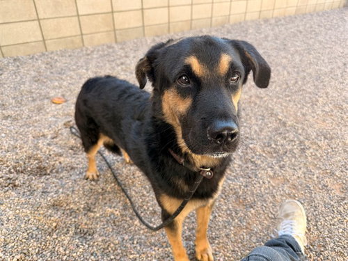 ROCKY, a dog for adoption from Maricopa County Animal Care & Control - East Valley Animal Care Center