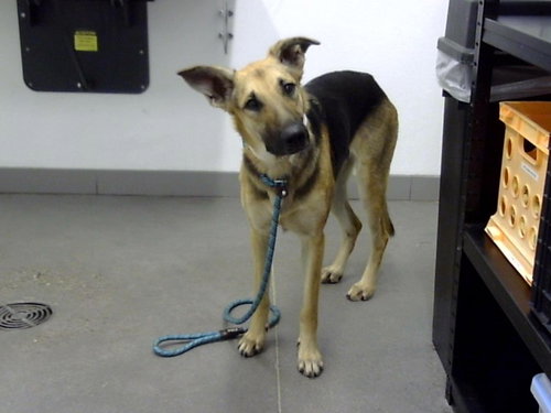 BUBBLES, a dog for adoption from Maricopa County Animal Care & Control - East Valley Animal Care Center