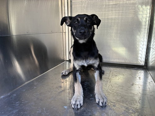 MISSY, a dog for adoption from Maricopa County Animal Care & Control - East Valley Animal Care Center