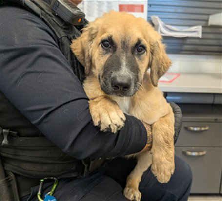 CHARLIE, a dog for adoption from Maricopa County Animal Care & Control - East Valley Animal Care Center