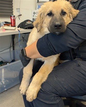 WILBERT, a dog for adoption from Maricopa County Animal Care & Control - East Valley Animal Care Center