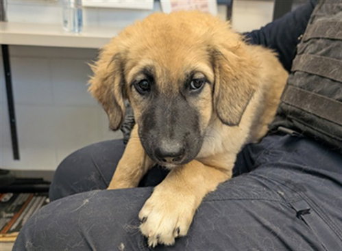 CYNTHIA, a dog for adoption from Maricopa County Animal Care & Control - East Valley Animal Care Center
