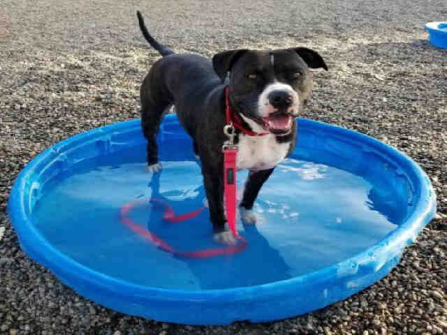 Hermione - American Pit Bull Terrier