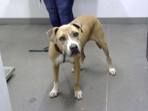 HONEY, a dog for adoption from Maricopa County Animal Care & Control - East Valley Animal Care Center