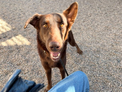 TONY CHOCOLONELY, a dog for adoption from Maricopa County Animal Care & Control - East Valley Animal Care Center