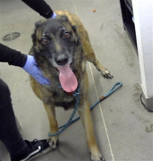 SEVEN, a dog for adoption from Maricopa County Animal Care & Control - East Valley Animal Care Center