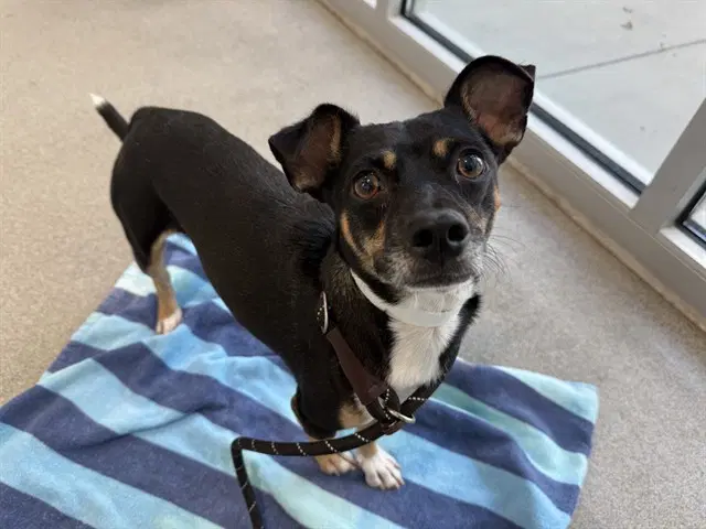 Zero - Chihuahua