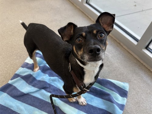 ZERO, a dog for adoption from Maricopa County Animal Care & Control - East Valley Animal Care Center