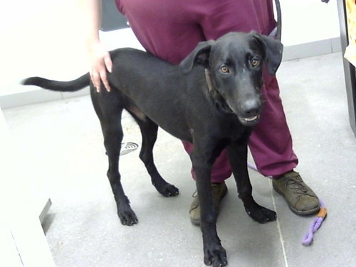 MAX, a dog for adoption from Maricopa County Animal Care & Control - East Valley Animal Care Center