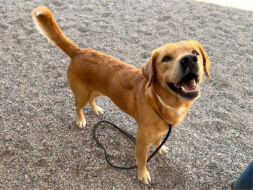 GRAHAM, a dog for adoption from Maricopa County Animal Care & Control - East Valley Animal Care Center