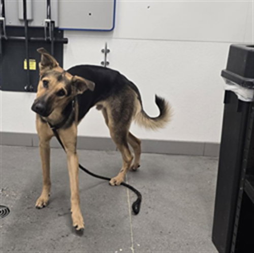 POPS, a dog for adoption from Maricopa County Animal Care & Control - East Valley Animal Care Center