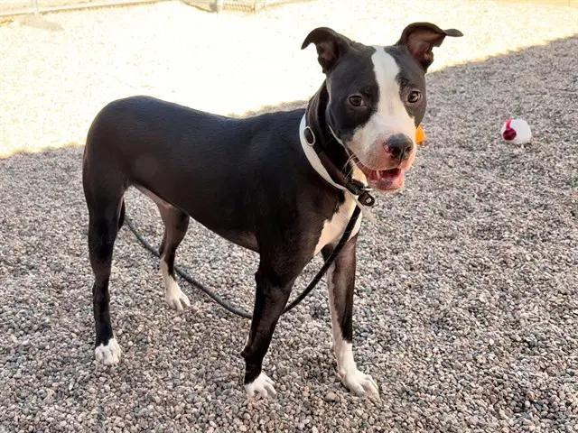 Rocco image 1