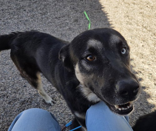 PITTSBURGH, a dog for adoption from Maricopa County Animal Care & Control - East Valley Animal Care Center