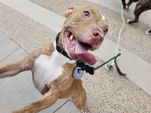 TERRA, a dog for adoption from Maricopa County Animal Care & Control - East Valley Animal Care Center