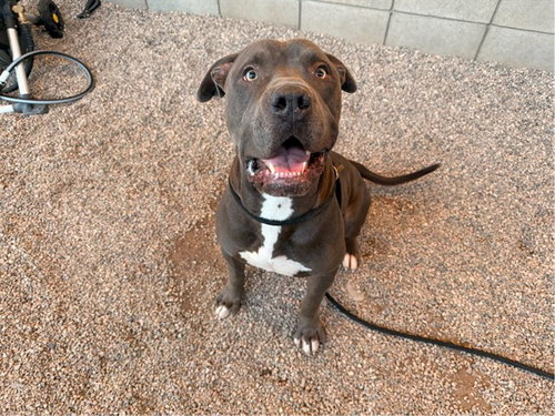 TYSON, a dog for adoption from Maricopa County Animal Care & Control - East Valley Animal Care Center
