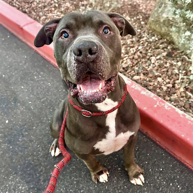 TYSON