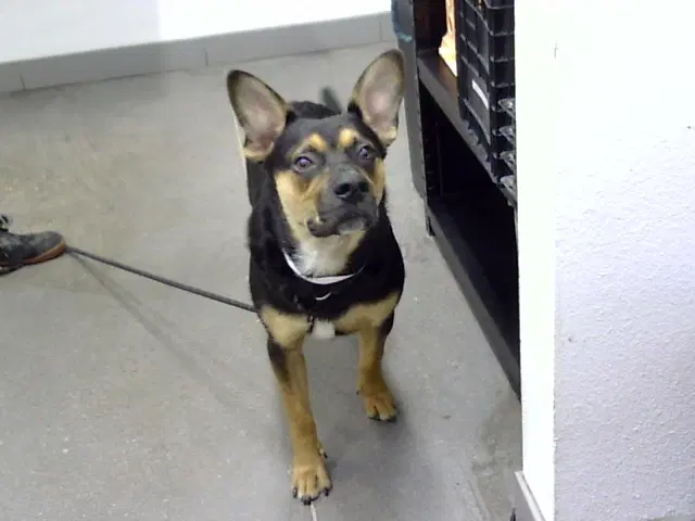 Paco - German Shepherd Dog