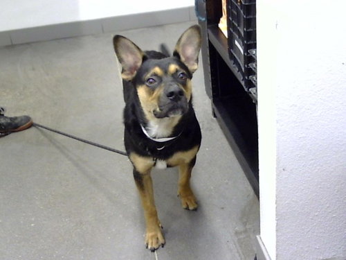 PACO, a dog for adoption from Maricopa County Animal Care & Control - East Valley Animal Care Center