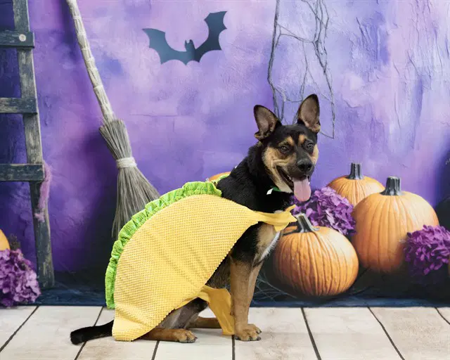 Paco - German Shepherd Dog