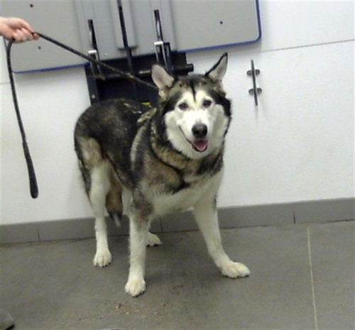 SUSAN, a dog for adoption from Maricopa County Animal Care & Control - East Valley Animal Care Center