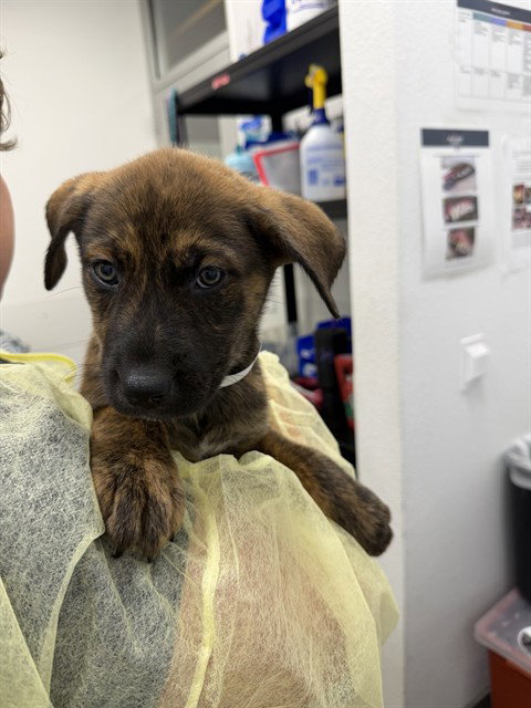 SIMONE, a dog for adoption from Maricopa County Animal Care & Control - East Valley Animal Care Center