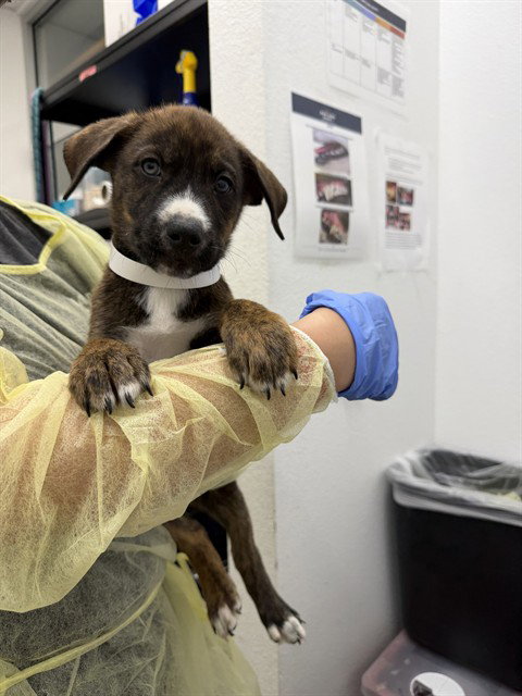 BECKHAM, a dog for adoption from Maricopa County Animal Care & Control - East Valley Animal Care Center