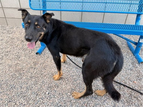 DALLAS, a dog for adoption from Maricopa County Animal Care & Control - East Valley Animal Care Center