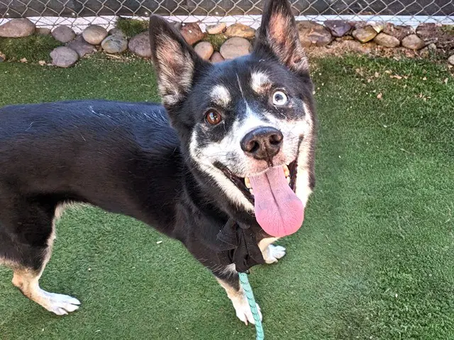 Eva - Siberian Husky