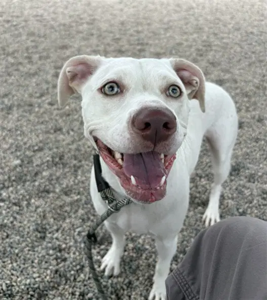 Elsa - American Pit Bull Terrier