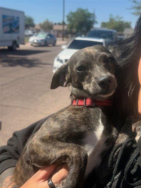 ABIGAIL, a dog for adoption from Maricopa County Animal Care & Control - East Valley Animal Care Center