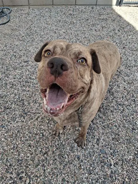 Lu Lu - Mastiff