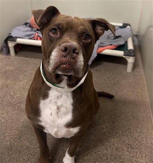 LOLLI, a dog for adoption from Maricopa County Animal Care & Control - East Valley Animal Care Center