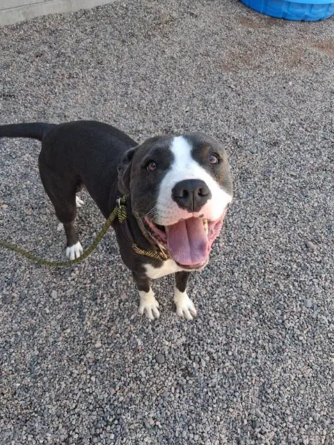 Tank - American Pit Bull Terrier