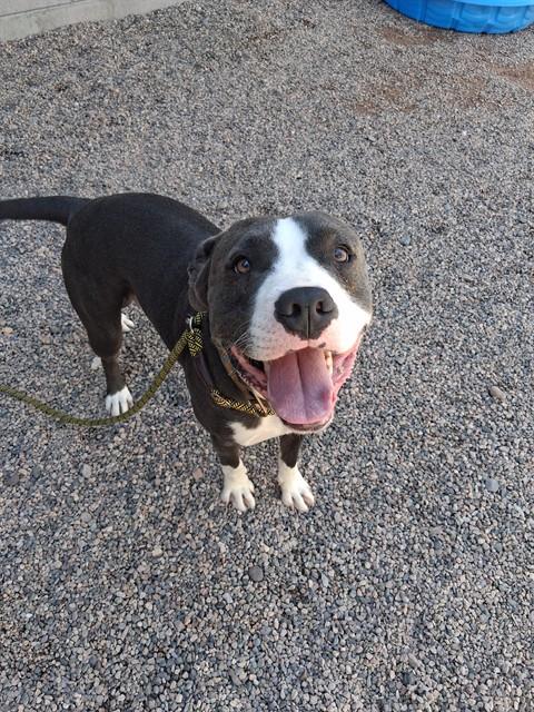 TANK, a dog for adoption from Maricopa County Animal Care & Control - East Valley Animal Care Center