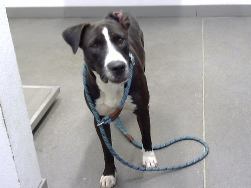TINKERBELL, a dog for adoption from Maricopa County Animal Care & Control - East Valley Animal Care Center