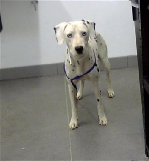 ANGELO, a dog for adoption from Maricopa County Animal Care & Control - East Valley Animal Care Center