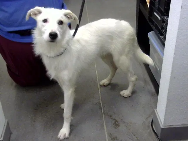 Cornelius - Wirehaired Fox Terrier
