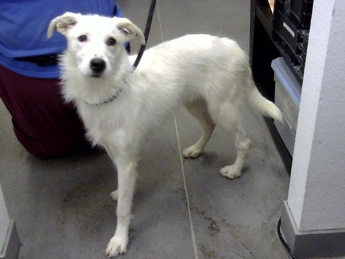 CORNELIUS, a dog for adoption from Maricopa County Animal Care & Control - East Valley Animal Care Center