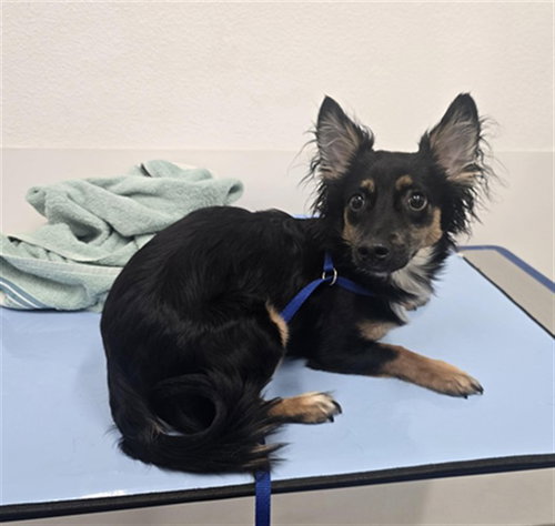 OLIVER, a dog for adoption from Maricopa County Animal Care & Control - East Valley Animal Care Center